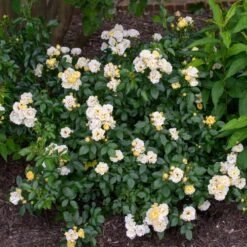 Popcorn Drift® Rose -Evergreen Trees Sales Store Popcorn Drift Rose 3
