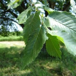 Prairie Expedition® Elm Tree -Evergreen Trees Sales Store Prairie Expedition Elm 2