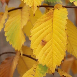 Prairie Expedition® Elm Tree -Evergreen Trees Sales Store Prairie Expedition Elm 3