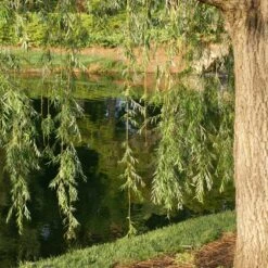 Prairie Cascade Weeping Willow -Evergreen Trees Sales Store Prarie Cascade Willow 2