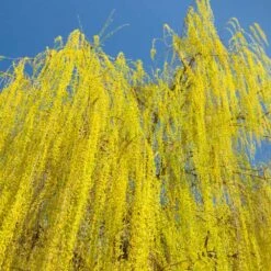 Prairie Cascade Weeping Willow -Evergreen Trees Sales Store Prarie Cascade Willow 3 FGT
