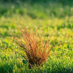 Prairie Fire Sedge 7 Prairie Fire Sedge -Evergreen Trees Sales Store Prarie Fire Sedge 5 FGT