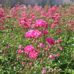 Pretty Polly® Pink Rose -Evergreen Trees Sales Store Pretty Polly Pink