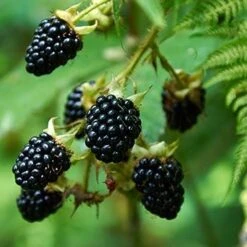 Evergreen Trees Sales Store 25 Prime Ark Freedom Blackberry