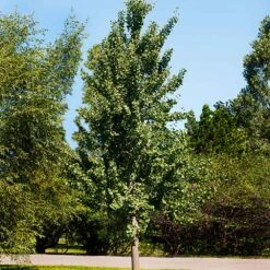 Princeton Sentry™ Columnar Ginkgo Tree -Evergreen Trees Sales Store Princeton Sentry Ginkgo Tree 1