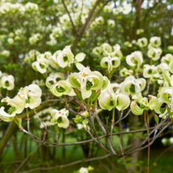 Mexican Flowering Dogwood Tree -Evergreen Trees Sales Store Pringle Mexican Dogwood 1