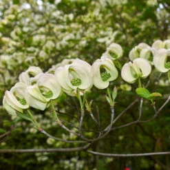 Mexican Flowering Dogwood Tree -Evergreen Trees Sales Store Pringle Mexican Dogwood 2