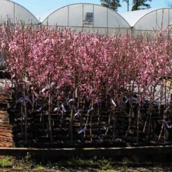 Profusion Crabapple Tree -Evergreen Trees Sales Store Profussion Crabapple 1