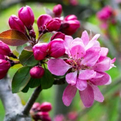 Profusion Crabapple Tree -Evergreen Trees Sales Store Profussion Crabapple 3 FGT