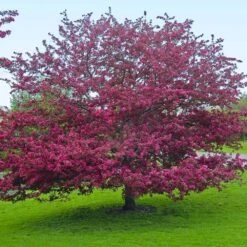 Profusion Crabapple Tree -Evergreen Trees Sales Store Profussion Crabapple 5