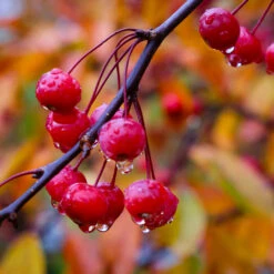 Profusion Crabapple Tree -Evergreen Trees Sales Store Profussion Crabapple 6