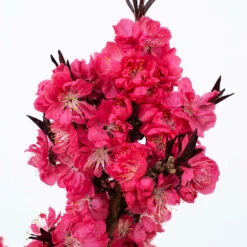 Ruby Ruffle™ Patio Peach Tree -Evergreen Trees Sales Store Prunus RubyRuffles 2