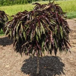 Ruby Ruffle™ Patio Peach Tree -Evergreen Trees Sales Store Prunus RubyRuffles 3