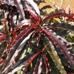 Ruby Ruffle™ Patio Peach Tree -Evergreen Trees Sales Store Prunus RubyRuffles 6