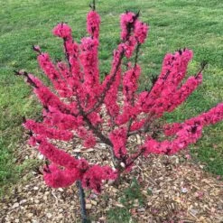Ruby Ruffle™ Patio Peach Tree -Evergreen Trees Sales Store Prunus RubyRuffles 7