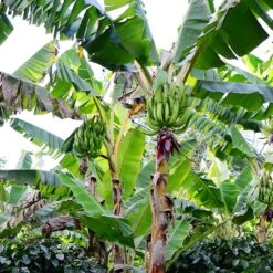 Puerto Rican Plantain Banana Tree -Evergreen Trees Sales Store Puerto Rican Plantain Banana Tree 10