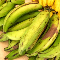 Puerto Rican Plantain Banana Tree -Evergreen Trees Sales Store Puerto Rican Plantain Banana Tree 7