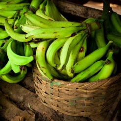 Puerto Rican Plantain Banana Tree -Evergreen Trees Sales Store Puerto Rican Plantain Banana Tree 9