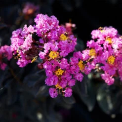 Black Diamond® Crape Myrtle - Purely Purple™ -Evergreen Trees Sales Store Purely Purple 1