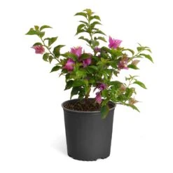 New River Purple Bougainvillea 19 New River Purple Bougainvillea -Evergreen Trees Sales Store Purple Bougainvillea 6inch
