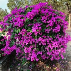 New River Purple Bougainvillea 13 New River Purple Bougainvillea -Evergreen Trees Sales Store Purple Bougainvillea New River 11