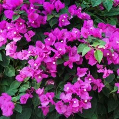 New River Purple Bougainvillea 17 New River Purple Bougainvillea -Evergreen Trees Sales Store Purple Bougainvillea New River 12 FGT