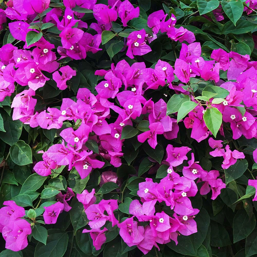 New River Purple Bougainvillea 7 New River Purple Bougainvillea - Image 7