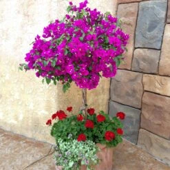 New River Purple Bougainvillea 15 New River Purple Bougainvillea -Evergreen Trees Sales Store Purple Bougainvillea New River 1 FGT