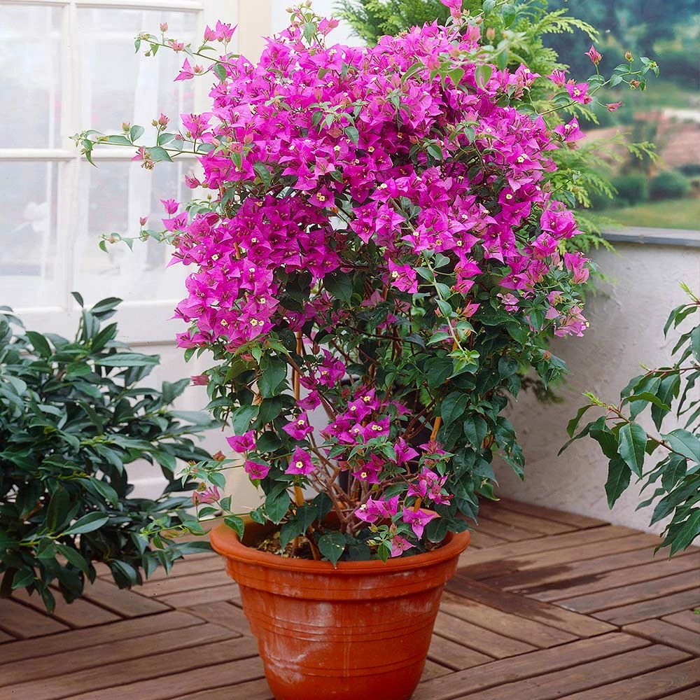 New River Purple Bougainvillea 6 New River Purple Bougainvillea - Image 6