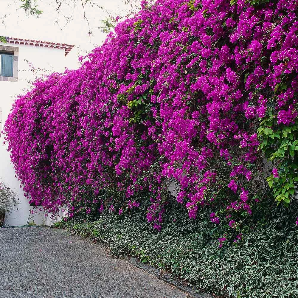 New River Purple Bougainvillea 8 New River Purple Bougainvillea - Image 8