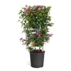 New River Purple Bougainvillea 20 New River Purple Bougainvillea -Evergreen Trees Sales Store Purple Bougainvillea Trelis