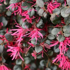 Purple Daydream® Dwarf Loropetalum -Evergreen Trees Sales Store Purple Daydream Loropetalum 1