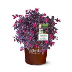Purple Daydream® Dwarf Loropetalum -Evergreen Trees Sales Store Purple Daydream Loropetalum 2