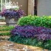 Purple Daydream® Dwarf Loropetalum