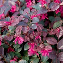 Purple Diamond® Semi-Dwarf Loropetalum -Evergreen Trees Sales Store Purple Diamond loropetalum 1