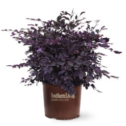 Purple Diamond® Semi-Dwarf Loropetalum -Evergreen Trees Sales Store Purple Diamond loropetalum 6