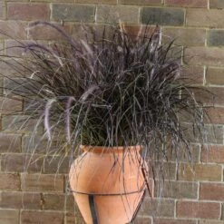 Purple Fountain Grass 10 Purple Fountain Grass -Evergreen Trees Sales Store Purple Fountain Grass 1