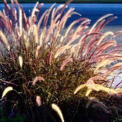 Purple Fountain Grass 11 Purple Fountain Grass -Evergreen Trees Sales Store Purple Fountain Grass 2