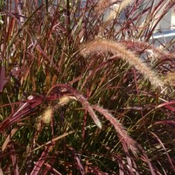 Purple Fountain Grass 8 Purple Fountain Grass -Evergreen Trees Sales Store Purple Fountain Grass 5
