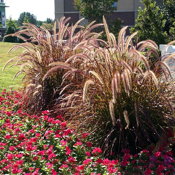 Purple Fountain Grass 1 Purple Fountain Grass