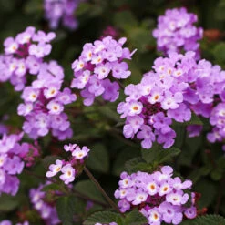 Purple Lantana 6 Purple Lantana -Evergreen Trees Sales Store Purple Lantana 6 FGT