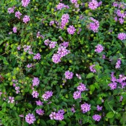 Purple Lantana 7 Purple Lantana -Evergreen Trees Sales Store Purple Lantana 7 FGT