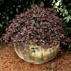 Purple Pixie® Dwarf Weeping Loropetalum -Evergreen Trees Sales Store Purple Pixoe Loropetalum 2