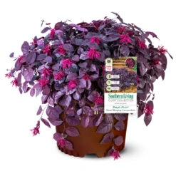 Purple Pixie® Dwarf Weeping Loropetalum -Evergreen Trees Sales Store Purple Pixoe Loropetalum 3