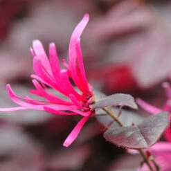 Purple Pixie® Dwarf Weeping Loropetalum -Evergreen Trees Sales Store Purple Pixoe Loropetalum 4