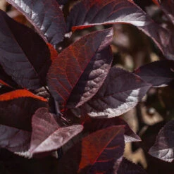 Purple Plunge Weeping Plum Tree -Evergreen Trees Sales Store Purple Plunge 9