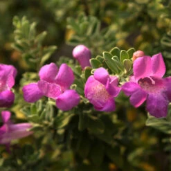 Purple Rain Texas Sage -Evergreen Trees Sales Store Purple Rain Sage 4