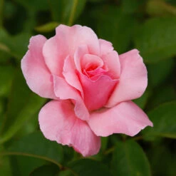 Queen Elizabeth Rose -Evergreen Trees Sales Store Queen Elizabeth Rose 2 BB