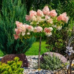 Quick Fire® Hydrangea Tree 7 Quick Fire® Hydrangea Tree -Evergreen Trees Sales Store QyuickFire Hydrangea 1
