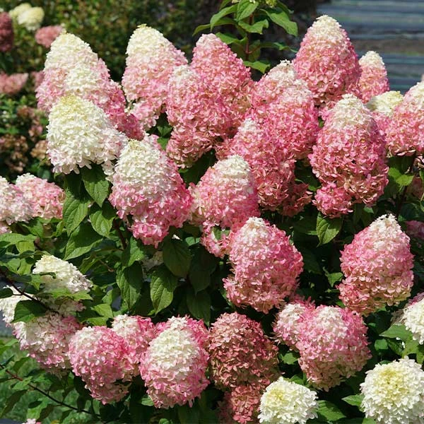 Quick Fire® Hydrangea Tree 1 Quick Fire® Hydrangea Tree